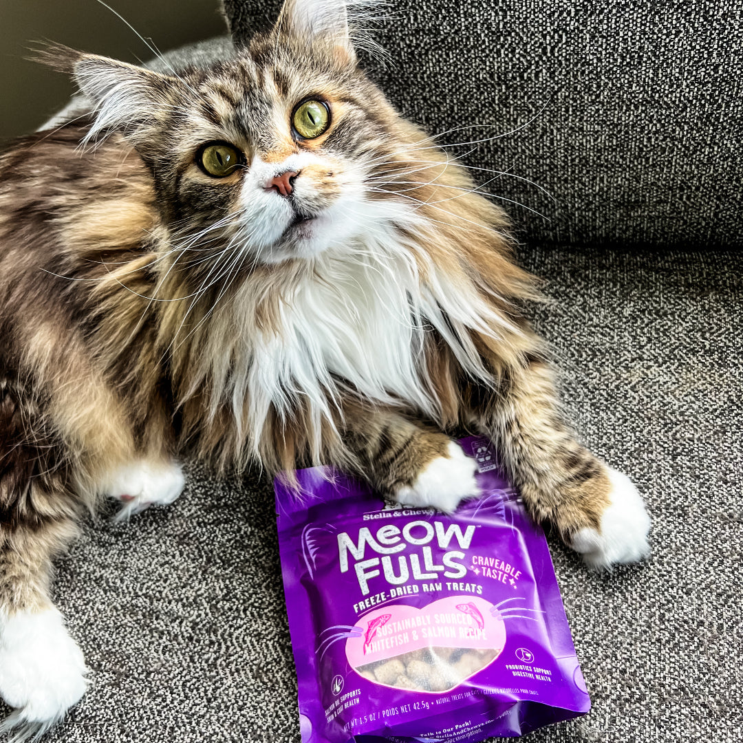 Long-haired cat on black & white couch with Meowfulls Freeze-Dried Raw Cat Treats | Whitefish & Salmon Cat Treats