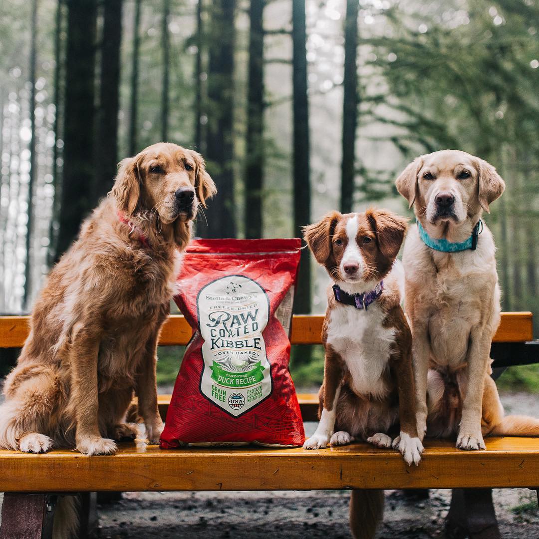 three dogs with bag of Duck Raw Blend Kibble