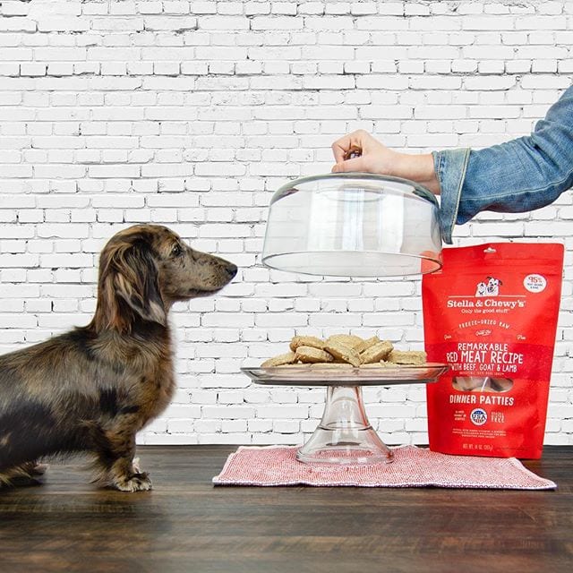 wiener dog waiting to have some Remarkable Red Meat Freeze-Dried Raw Dinner Patties