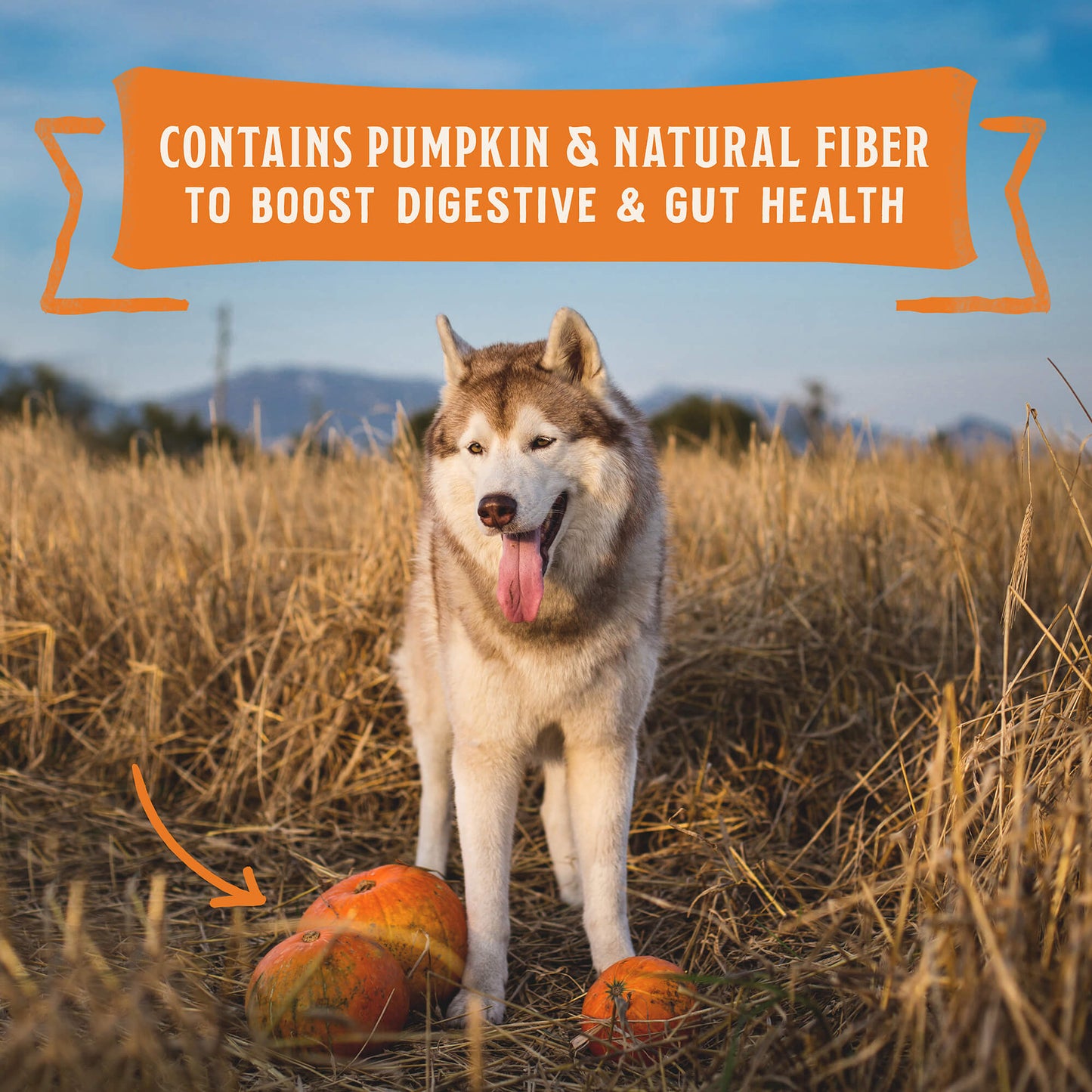 CONTAINS PUMPKIN & NATURAL FIBER TO BOOST DIGESTIVE & GUT HEALTH