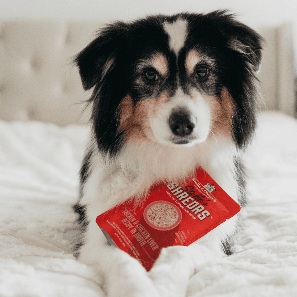 Cute pup laying in bed with a bag of Stella's Shredrs