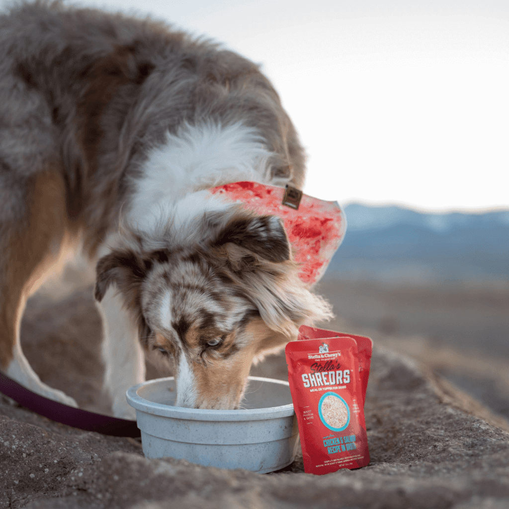 Aussie enjoying some Stella's Shredrs