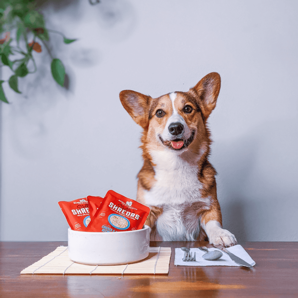 Corgi posing with bags of Stella's Shredrs in a dog bowl with silverware