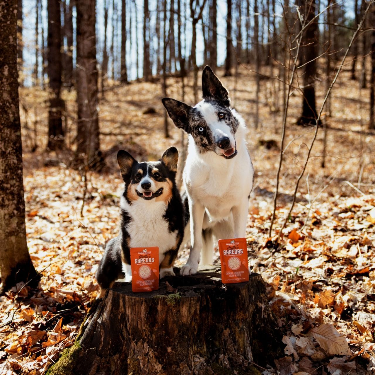 two dogs posing on a stump with bags of Stella's Shredrs