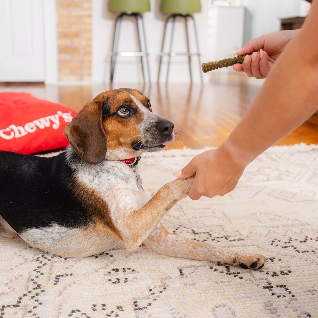 small puppy shaking paws for dental delight treat