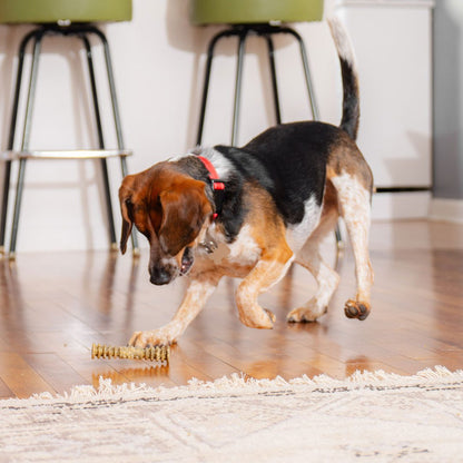 small dog playing with dental delight treat