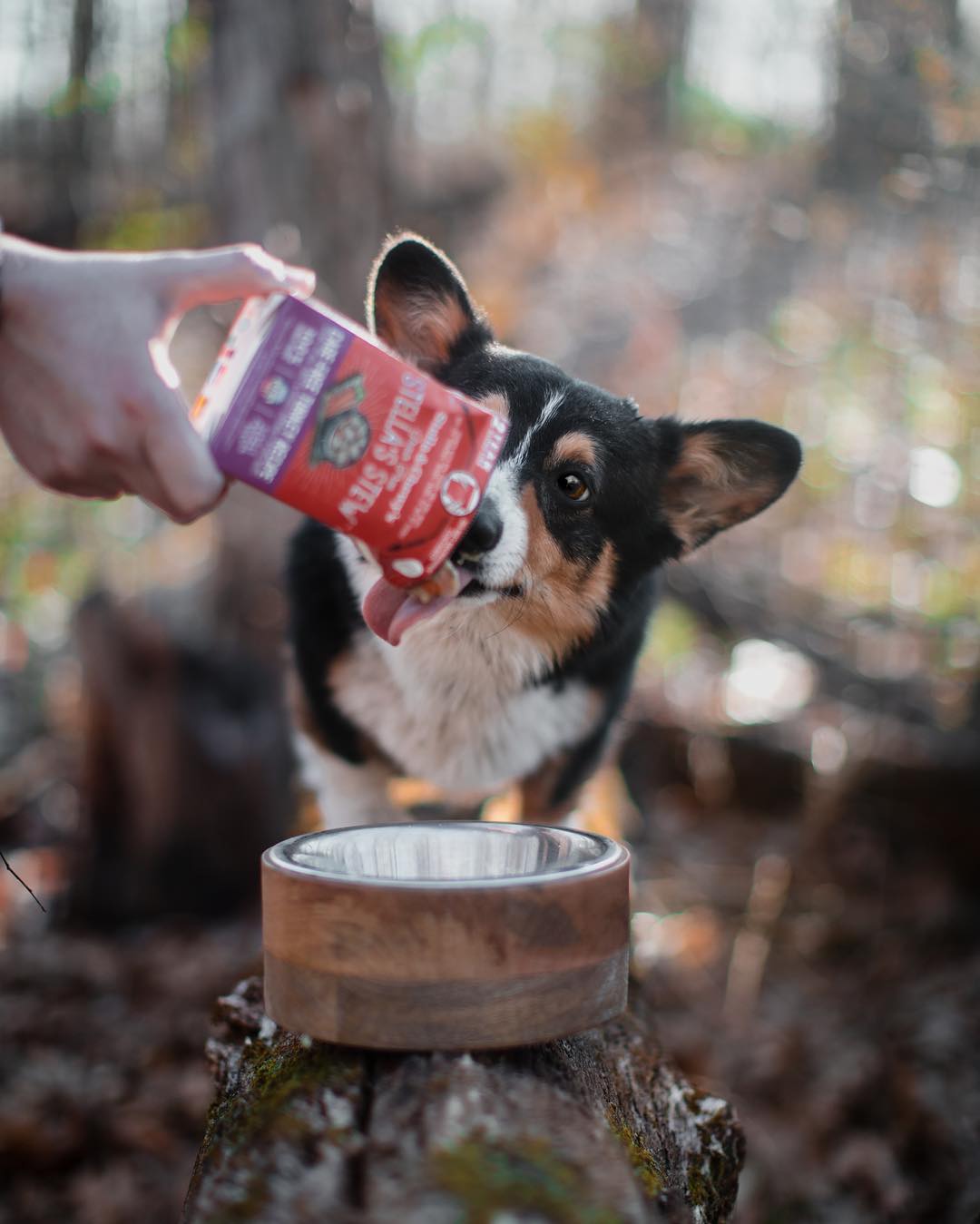 corgi licking container of Stella's Stew Turkey Recipe