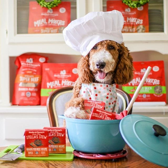 dog with dutch oven and containers of Stella's Stew