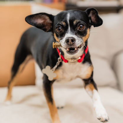 Chihuahua with extra small dental delight treat in its mouth