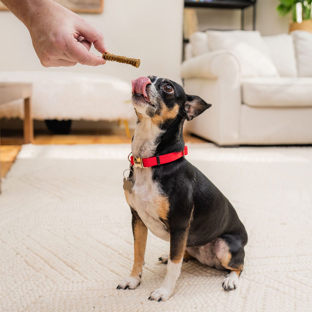 Chihuahua licking lips while being handed dental delight treat