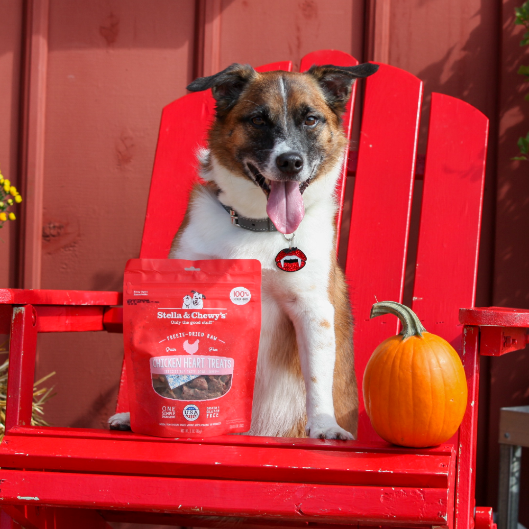 Dog on a red chair with chicken heart treats