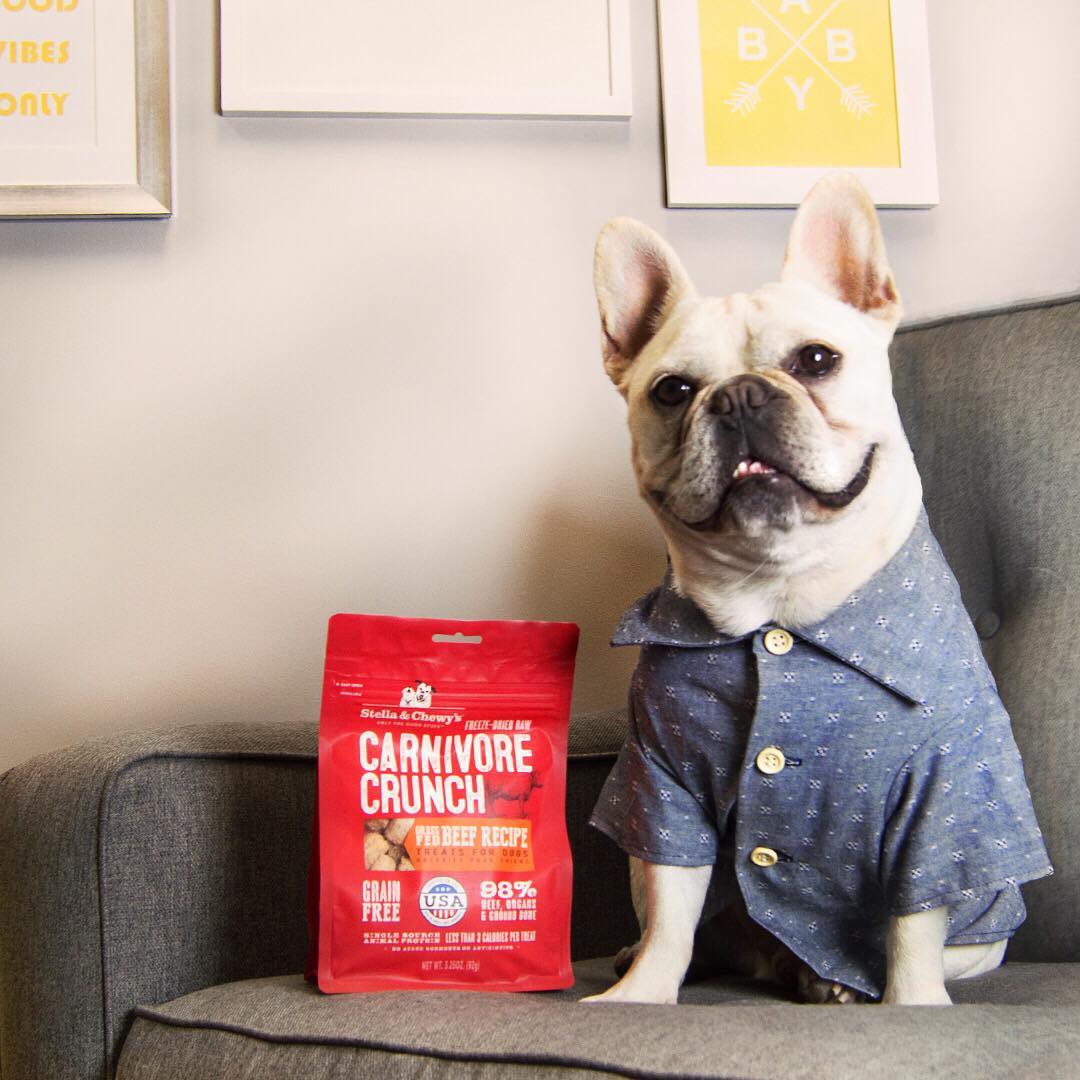 bulldog in button down shirt with Carnivore Crunch Beef Recipe