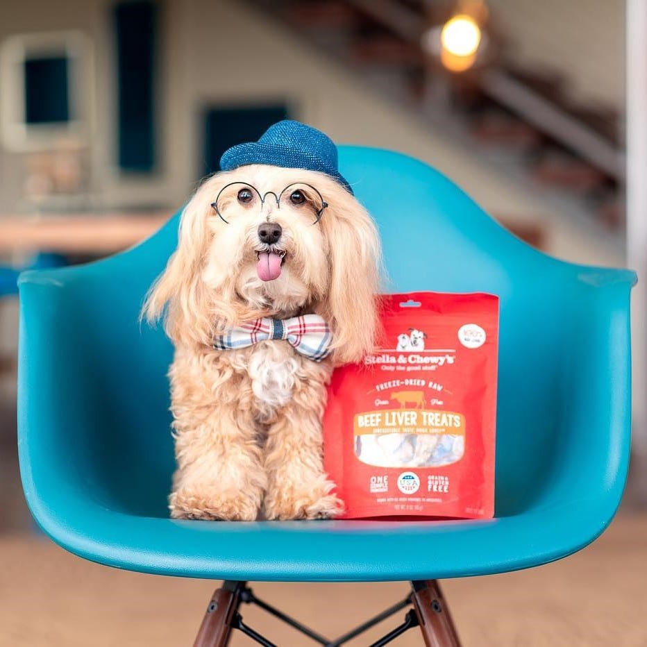 Dog wearing bowtie, blue hat and glasses sitting in a blue chair with Beef Liver Treats