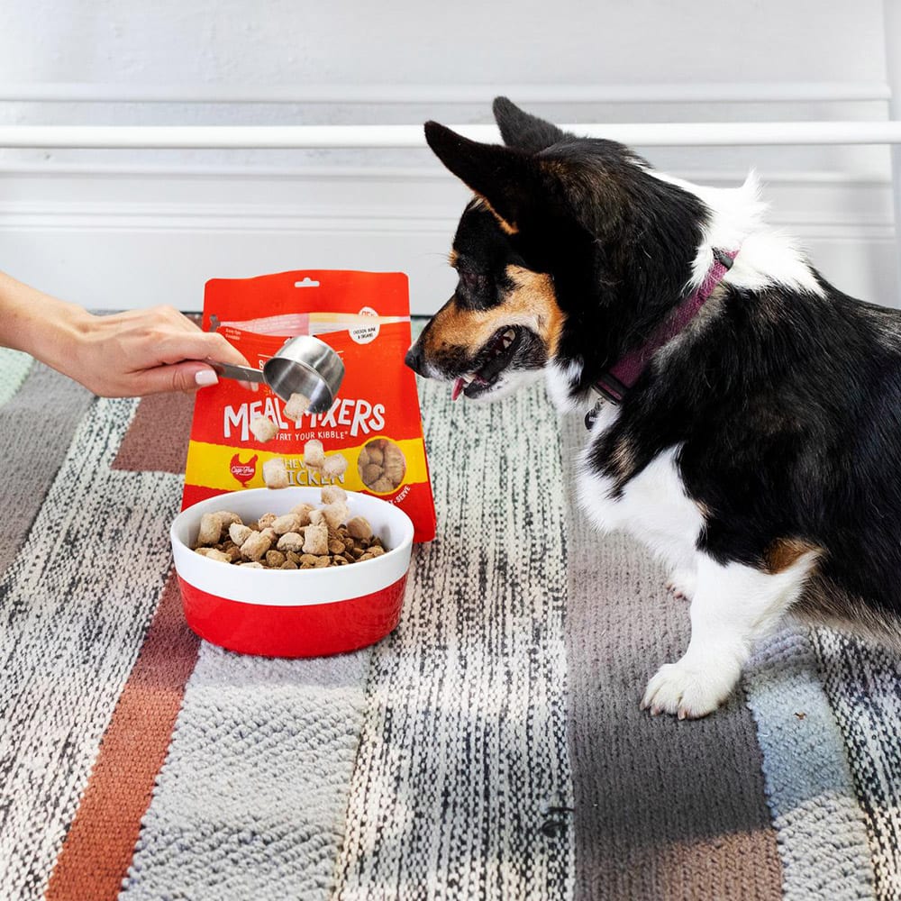 corgi ready to eat some Chewy’s Chicken Meal Mixers