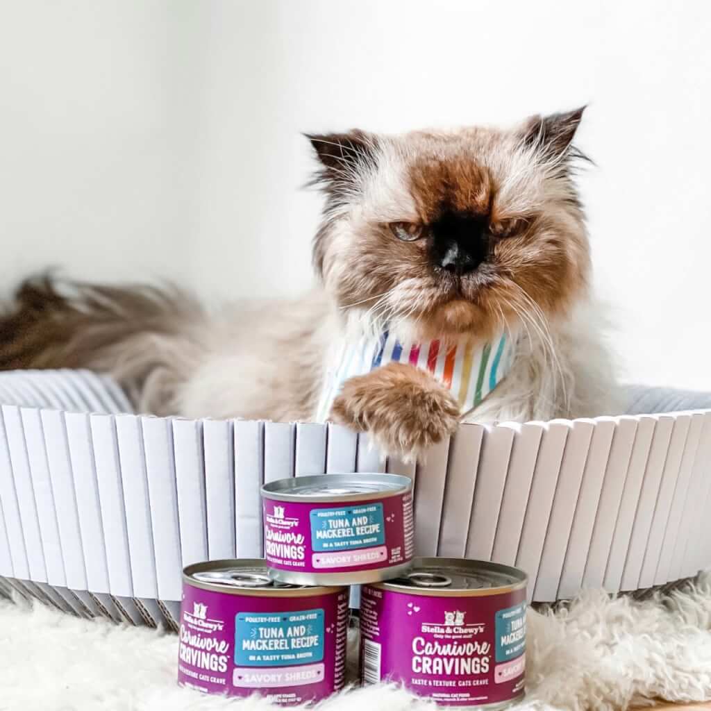 grumpy looking cat posing with three cans of Carnivore Cravings Savory Shreds Tuna and Mackerel Recipe