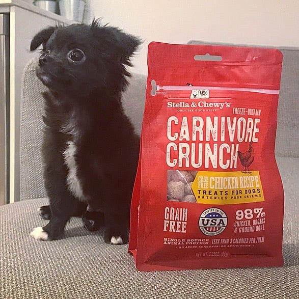 little black chihuahua with Carnivore Crunch Chicken Recipe