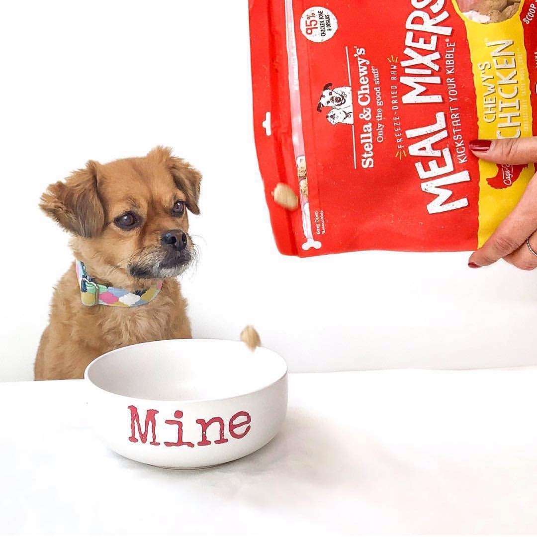 Small dog waiting to eat Chewy’s Chicken Meal Mixers