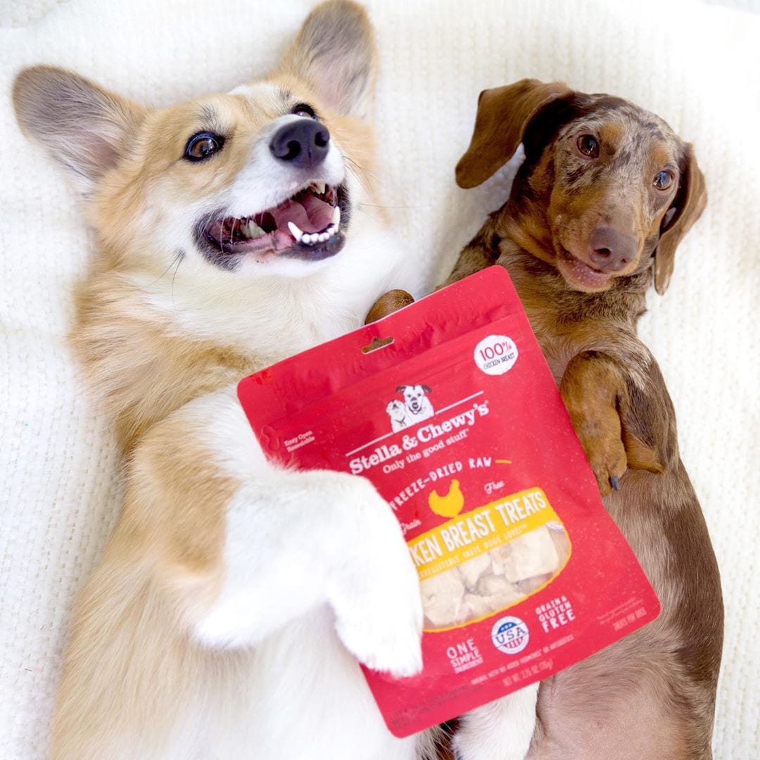 corgi and weiner dog posing with Chicken Breast Treats