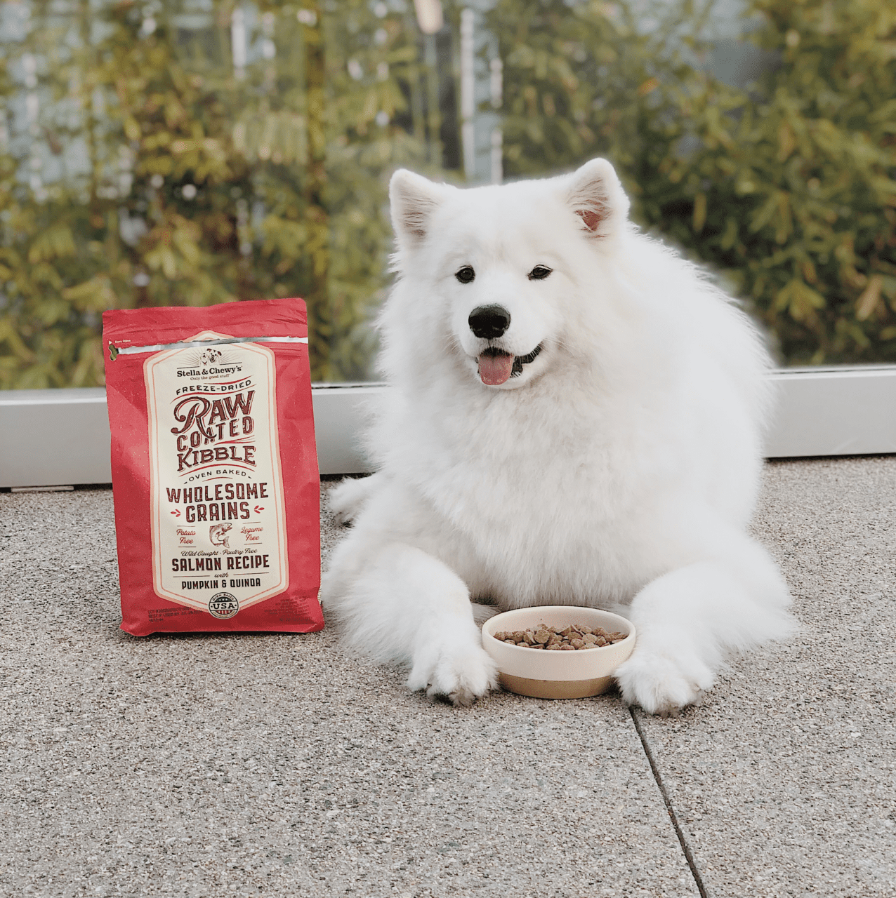 Dog with bowl of food and Salmon Recipe with Pumpkin & Quinoa Raw Blend Baked Kibble with Grains