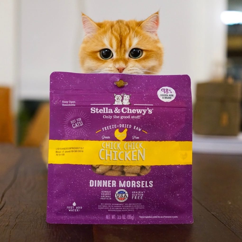 cute orange cat with Chick Chick Chicken Freeze-dried Raw Dinner Morsels