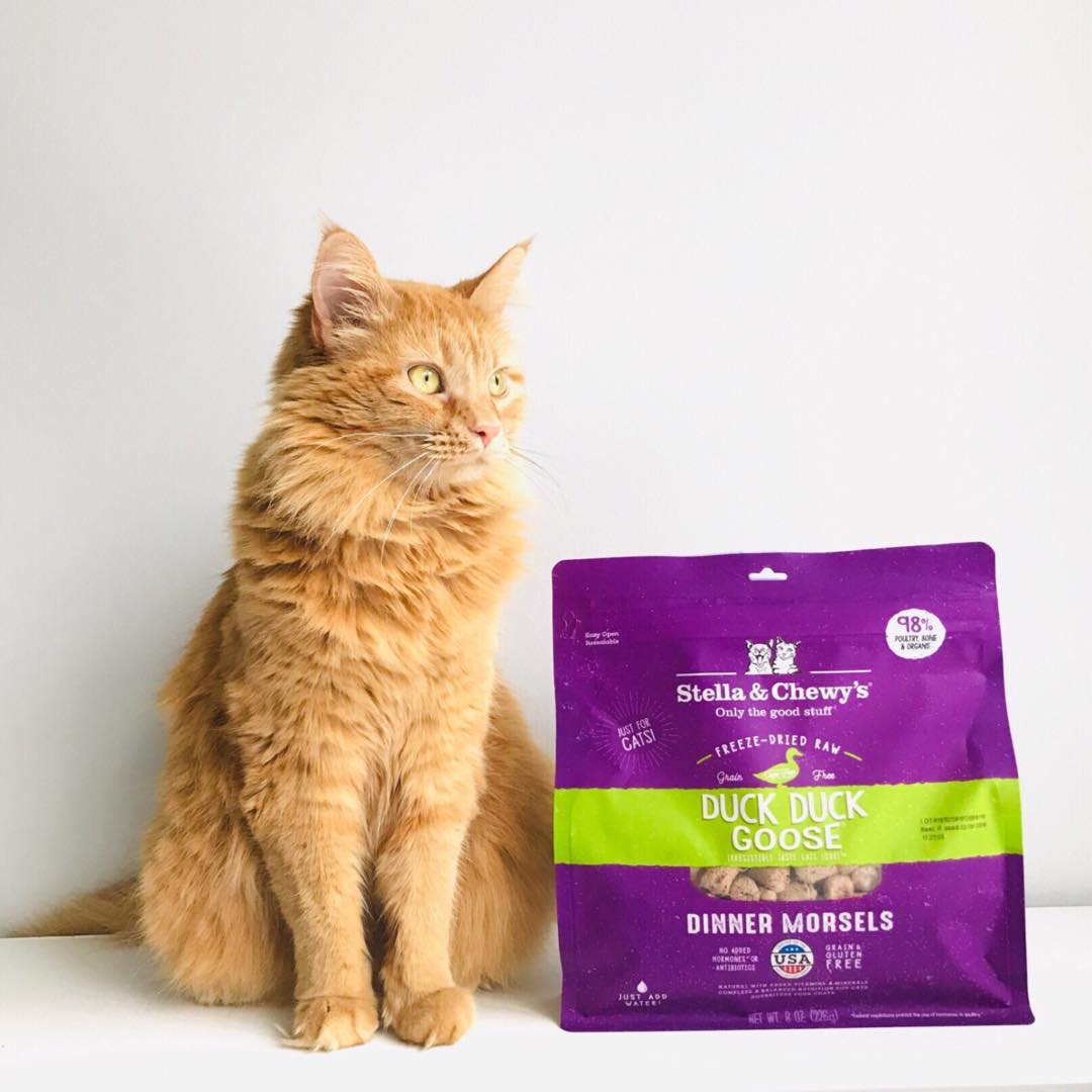 orange cat with Duck Duck Goose Freeze-dried Raw Dinner Morsels