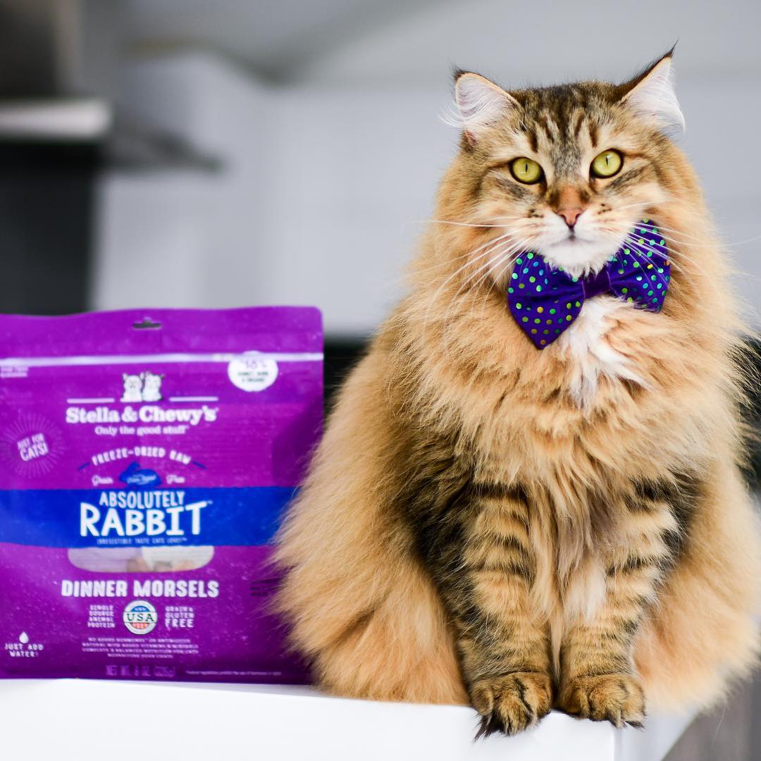 long haired cat in blue bowtie with Absolutely Rabbit Freeze-dried Raw Dinner Morsels