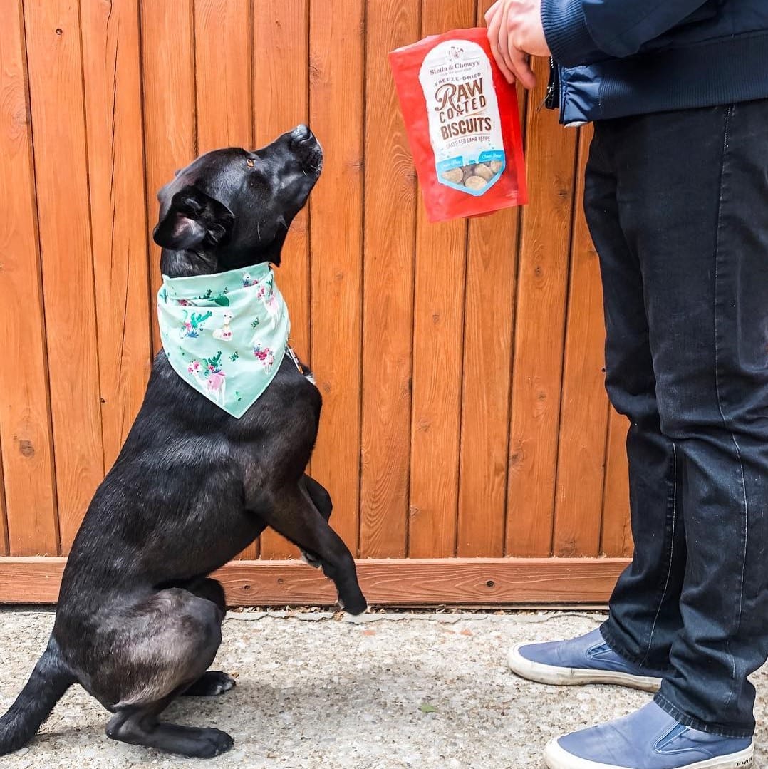 dog waiting to eat Raw Coated Biscuits Lamb Recipe treat