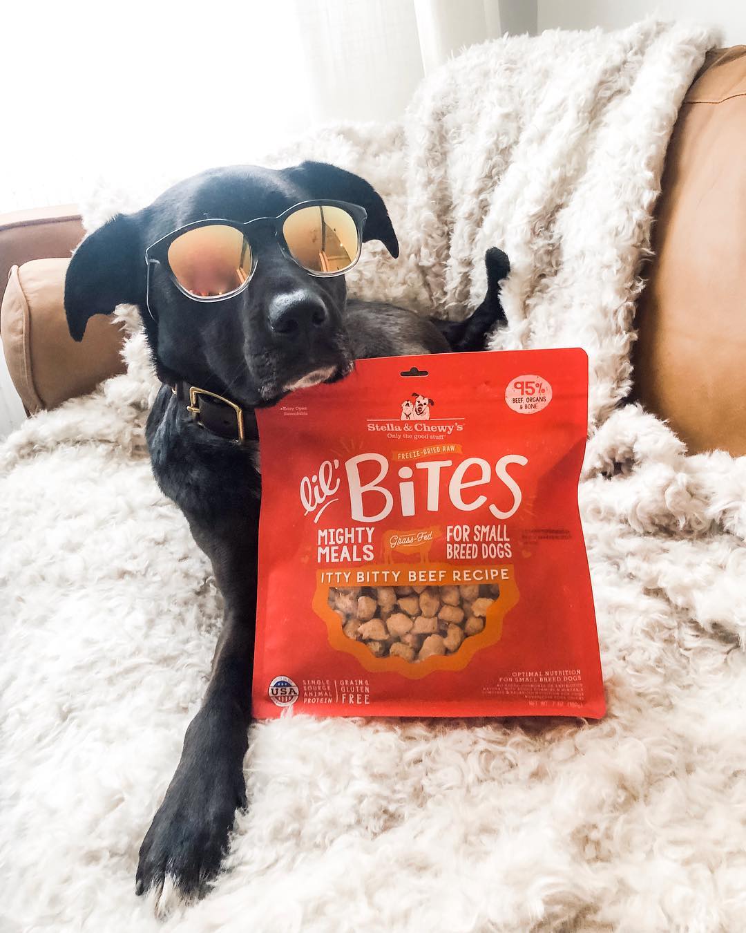 dog wearing sunglasses with a bag of Itty Bitty Beef Lil’ Bites