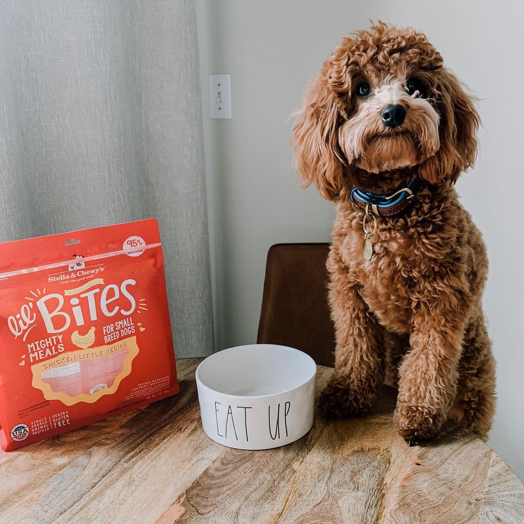 dog with bag of Chicken Little Lil’ Bites