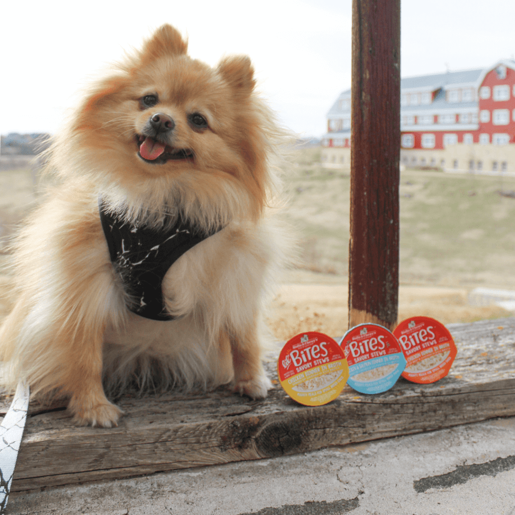 Pomeranian posing with various Lil' Bites Savory Stews