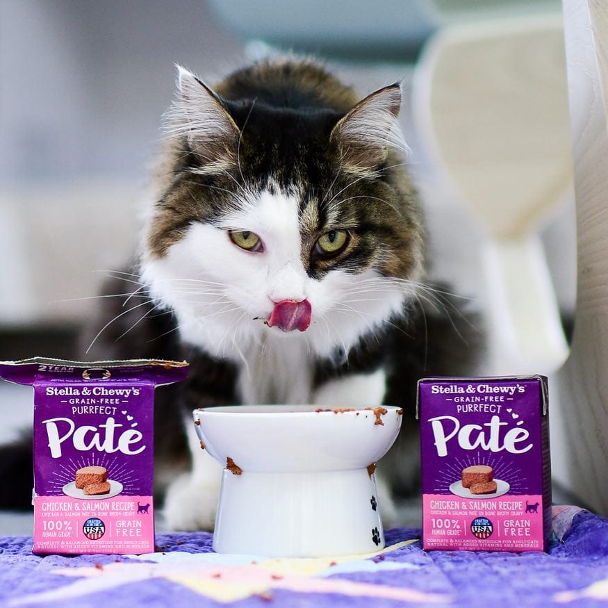 cat licking lips, eating Purrfect Pate Chicken and Salmon Medley Recipe