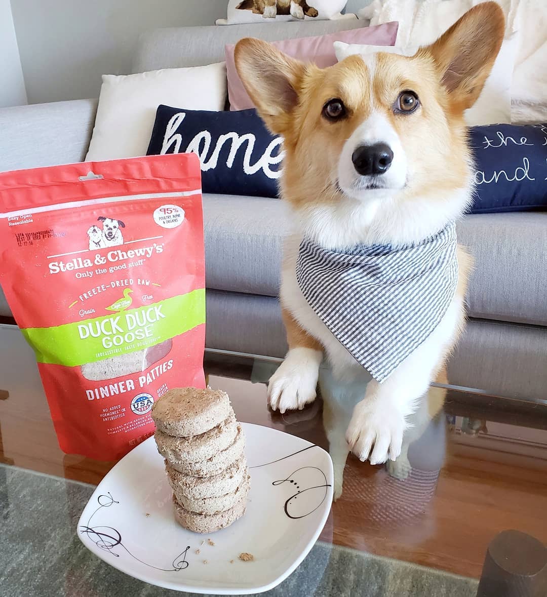 corgi posing with bag of Duck Duck Goose Freeze-Dried Raw Dinner Patties and balanced patties on a plate