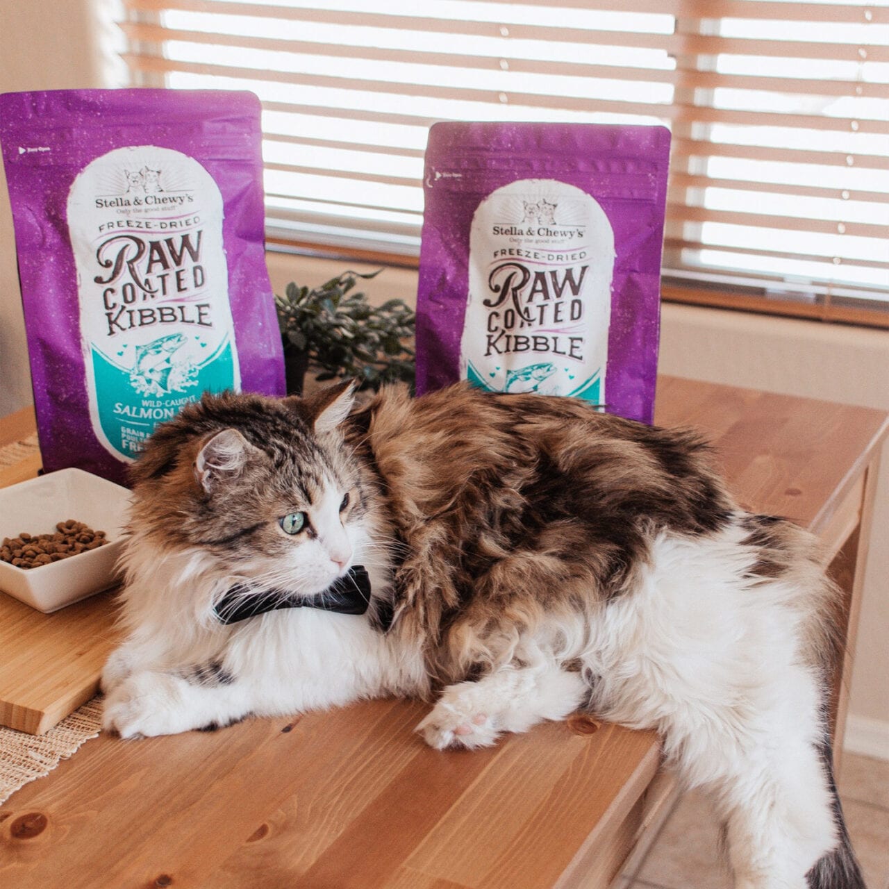 long haired cat in bowtie laying with Raw Coated Kibble Salmon Recipe