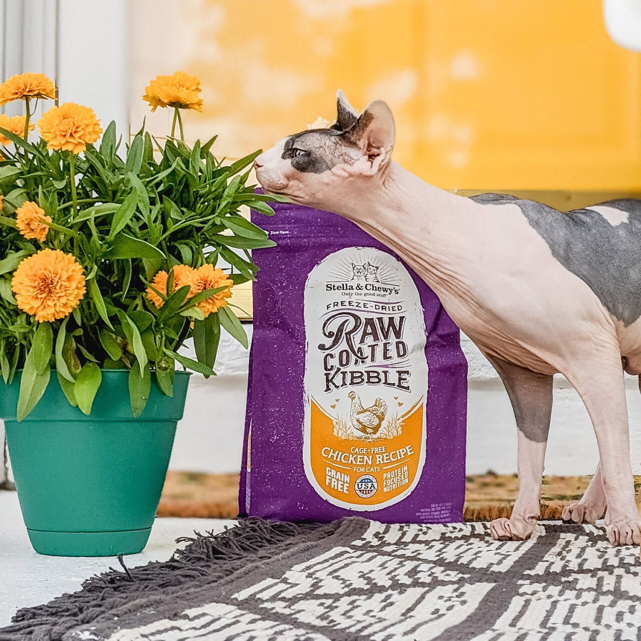 hairless cat smelling yellow mums with Raw Coated Kibble Chicken Recipe