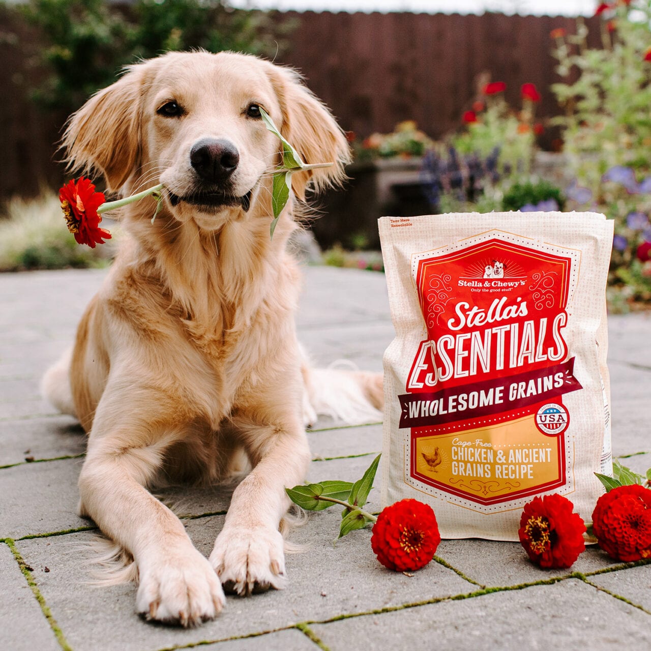 Golden retriever with bag of Stella's Essentials Wholesome Grains Chicken and Ancient Grains Recipe