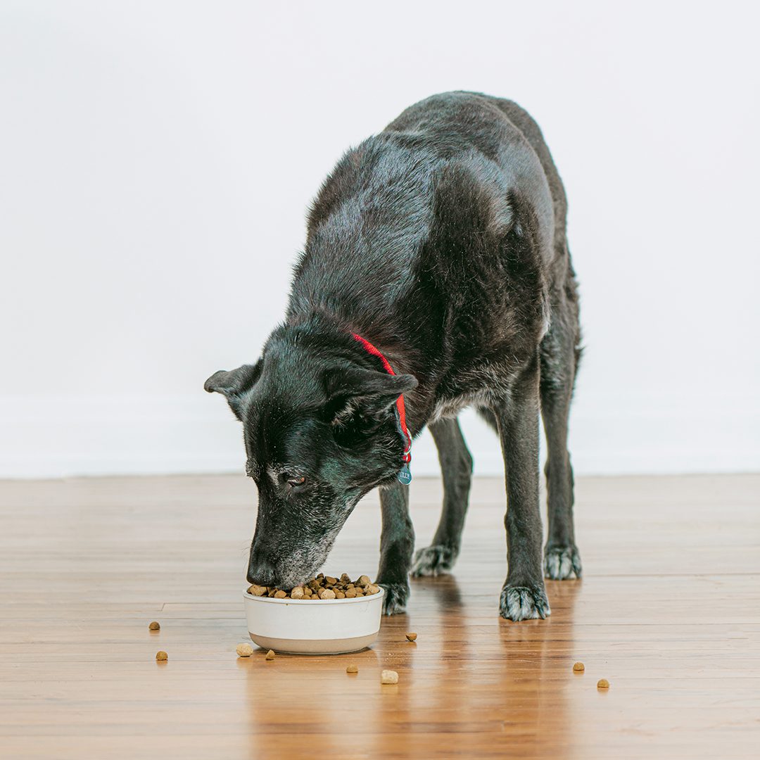 Black dog eating a bowl of SuperBlends Raw Blend kibble