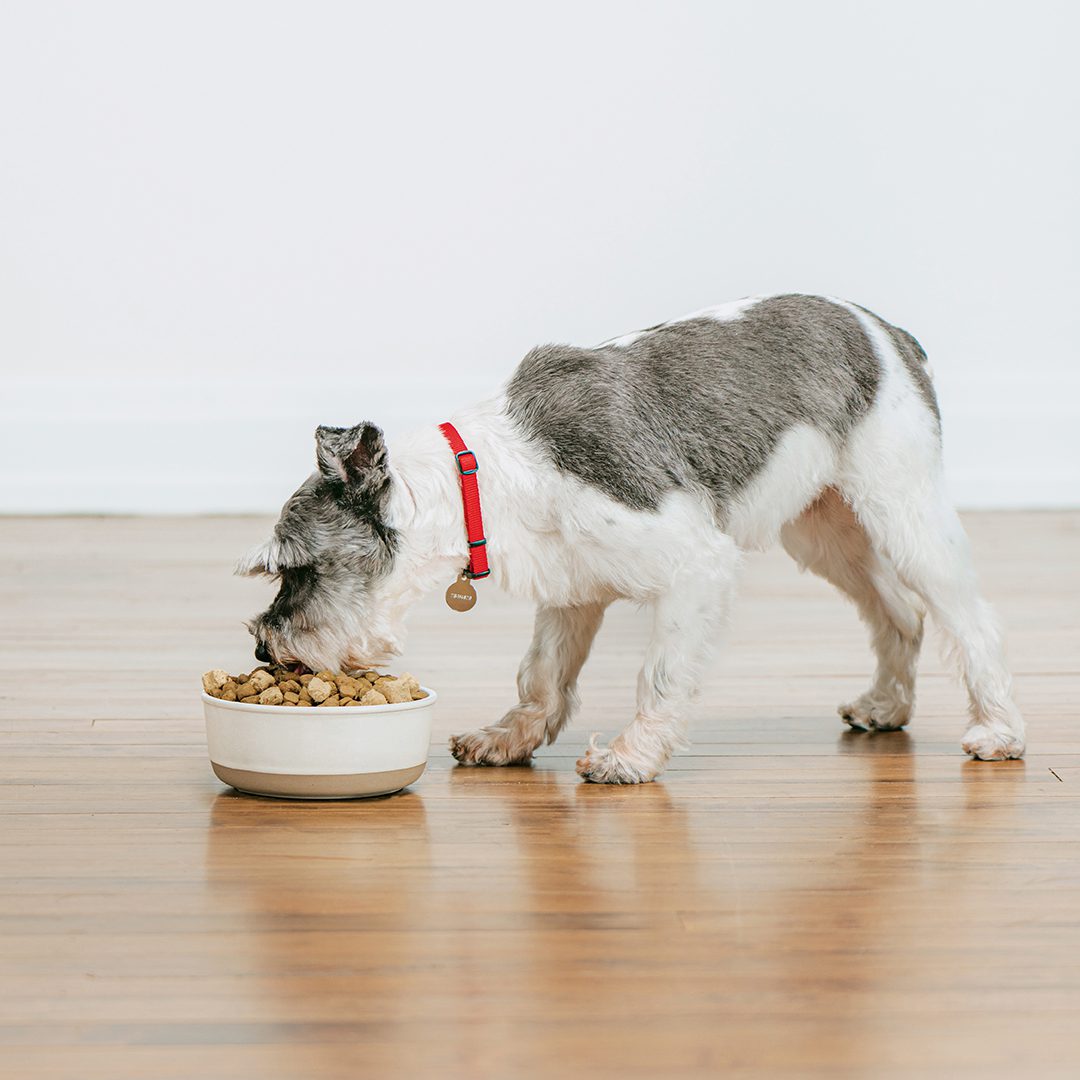 White & gray dog eating a bowl of SuperBlends Raw Blend kibble