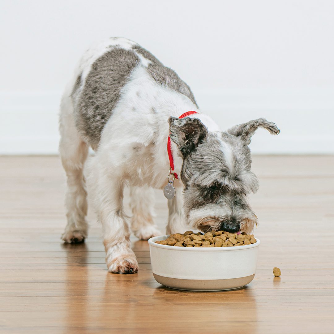 White & gray dog with red collar eating SuperBlends Raw Coated Kibble from a bowl