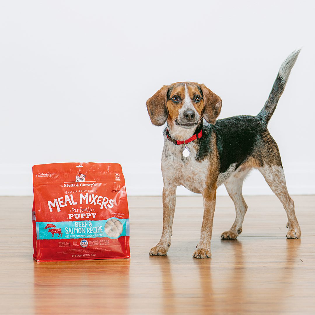 Tri-color puppy with straight tail looking at the camera next to a bag of Perfectly Puppy Meal Mixers