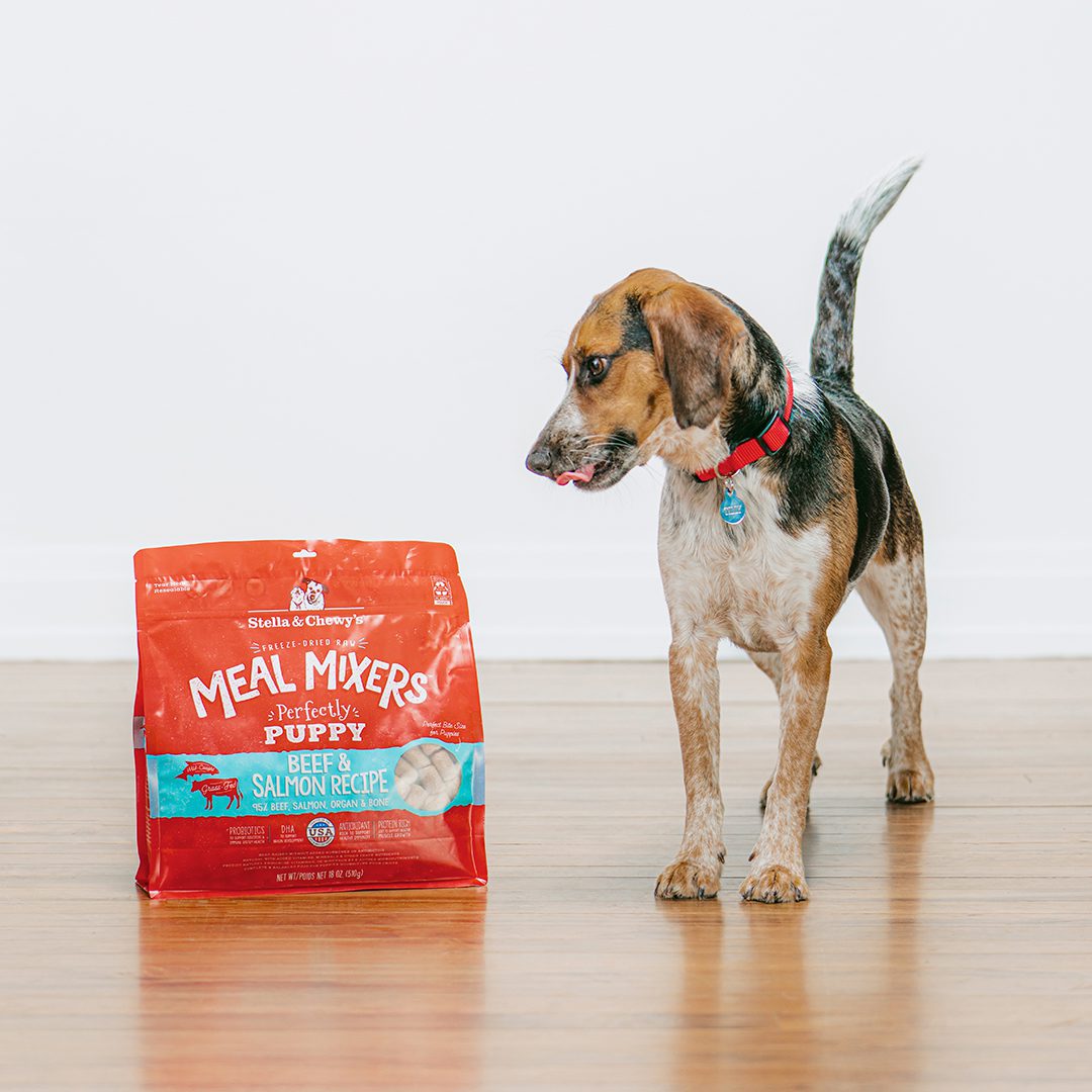 Tri-color puppy with his tongue out looking at a bag of Perfectly Puppy Meal Mixers