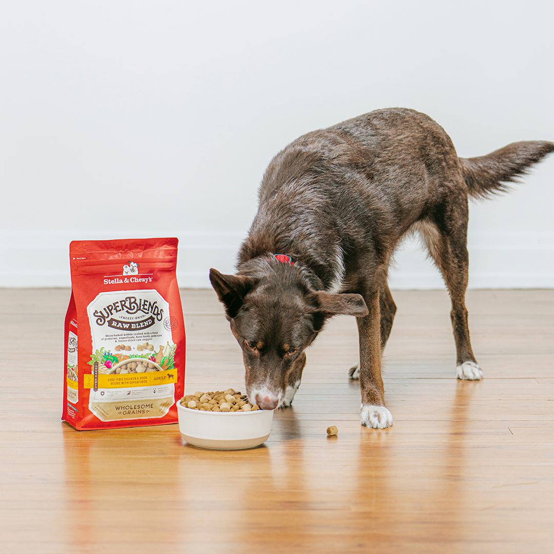 Brown dog with white paws eating a bowl of SuperBlends Raw Blend Kibble Cage-Free Chicken & Duck Recipe