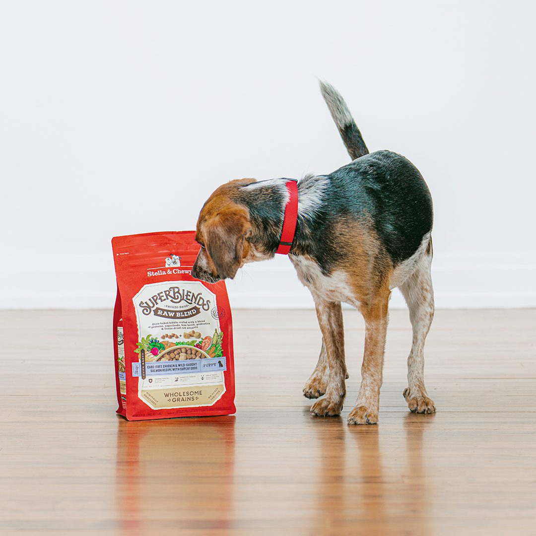 Tri-colored puppy smelling a bag of SuperBlends Raw Blend Puppy Kibble with Chicken, Salmon & Super foods