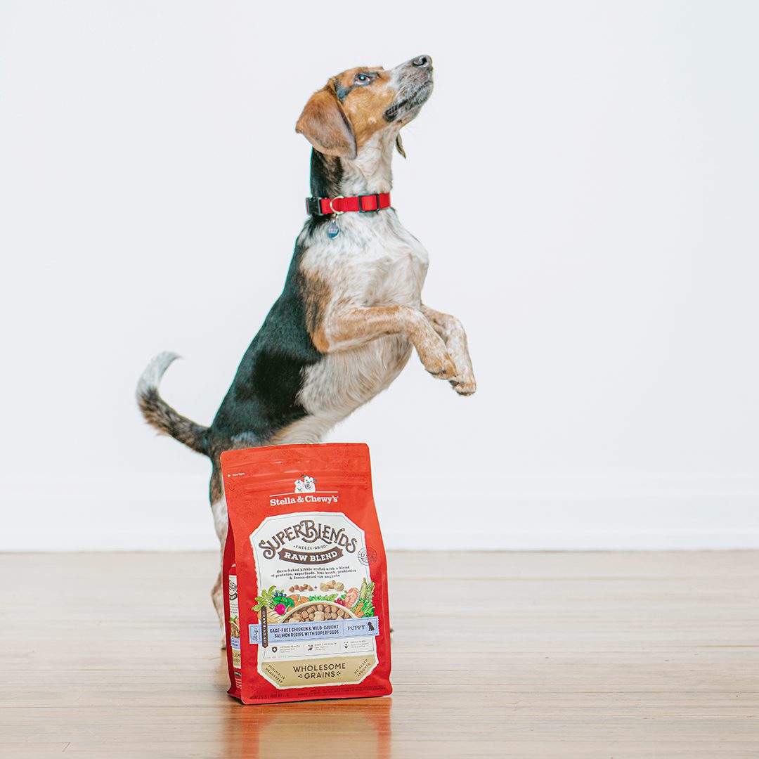 Tri-colored puppy jumping next to a bag of SuperBlends Raw Blend Puppy Kibble with Chicken, Salmon & Super foods