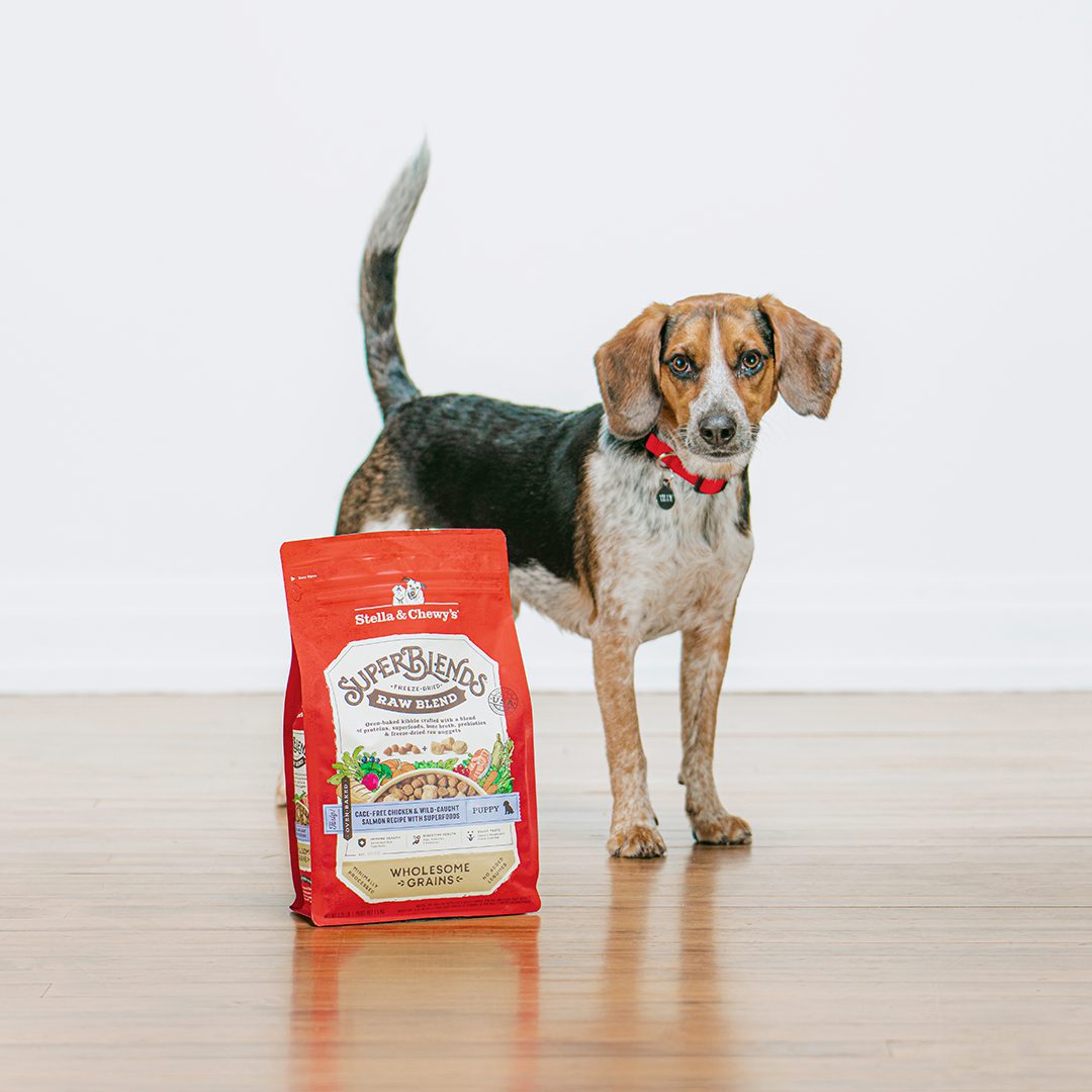 Tri-colored puppy standing behind a bag of SuperBlends Raw Blend Puppy Kibble with Chicken, Salmon & Super foods