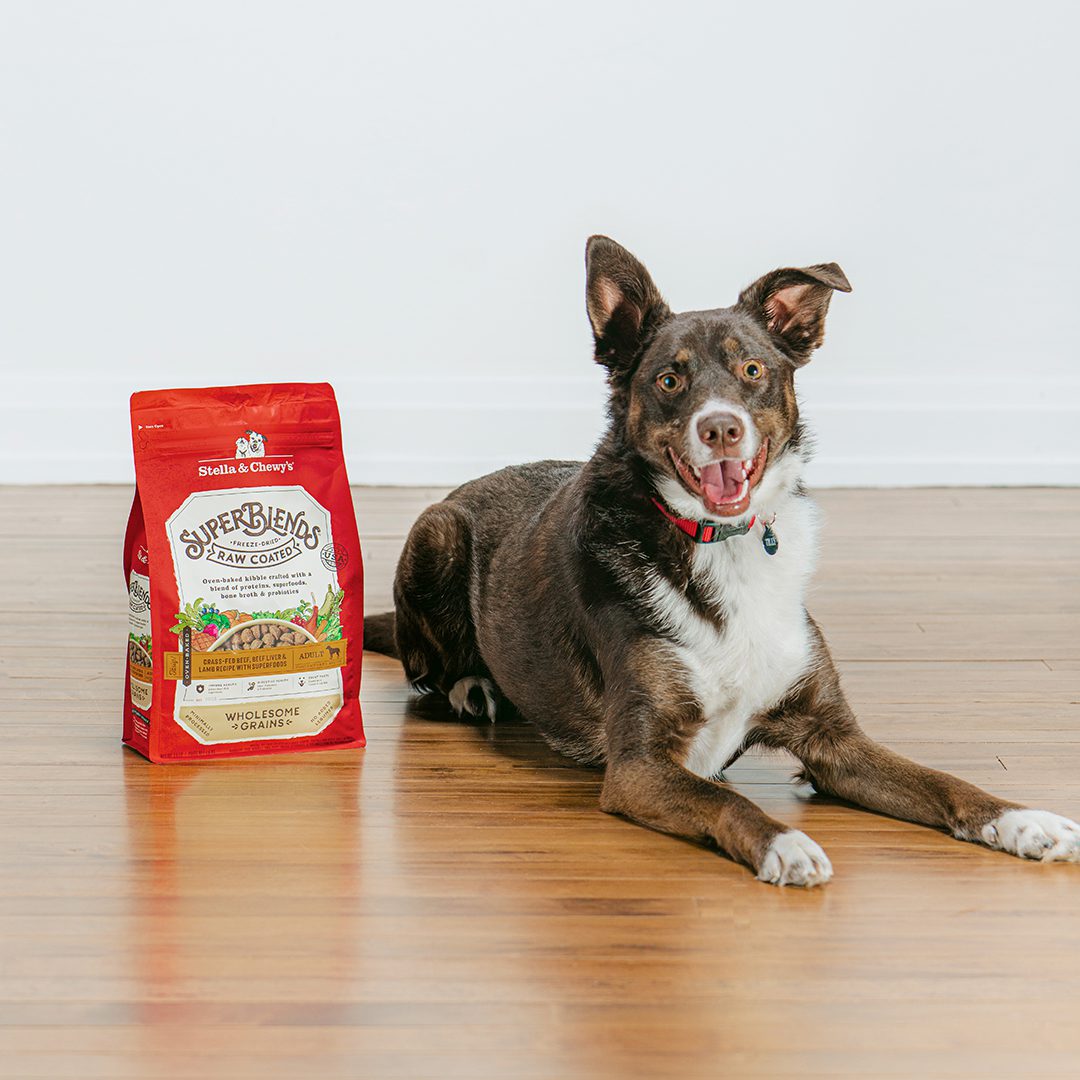 Smiling brown & white dog next to a bag of SuperBlends Raw Coated Kibble Grass-Feed Beef, Beef Liver and Lamb Recipe