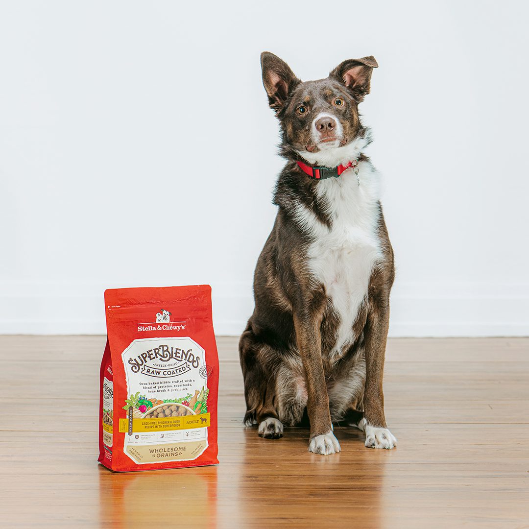 Brown & white dog sitting pretty next to a bag of SuperBlends Raw Coated Kibble Cage-Free Chicken & Duck Recipe