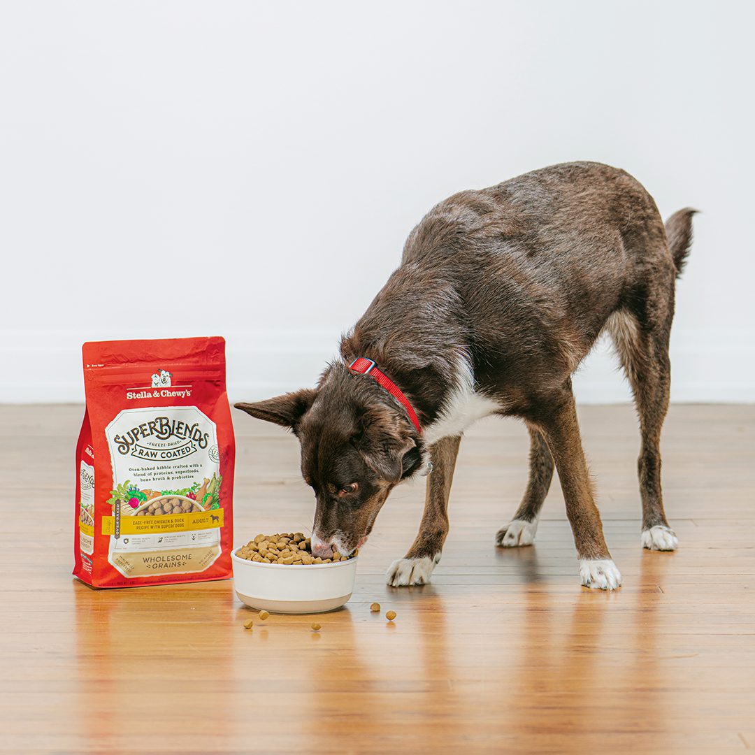 Brown & white dog eating a bowl of SuperBlends Raw Coated Kibble Cage-Free Chicken & Duck Recipe