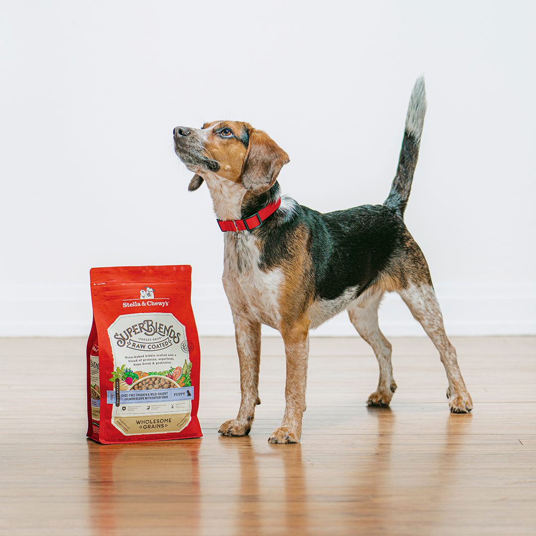 Tri-colored puppy with his tail straight up standing next to a bag of SuperBlends Raw Coated Puppy Kibble with Cage-Free Chicken & Wild-Caught Salmon