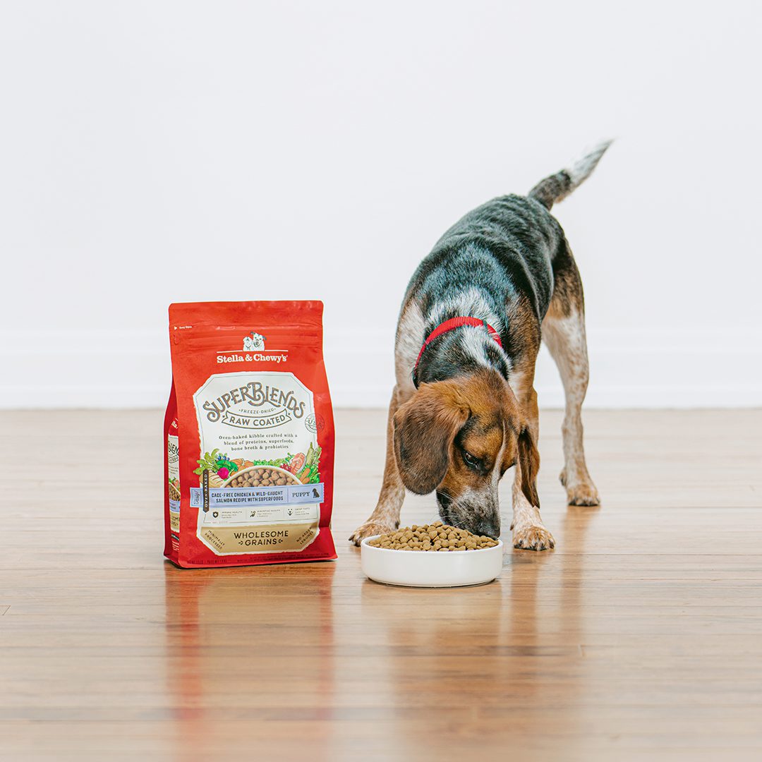 Tri-colored puppy eating a bowl of SuperBlends Raw Coated Puppy Kibble with Cage-Free Chicken & Wild-Caught Salmon