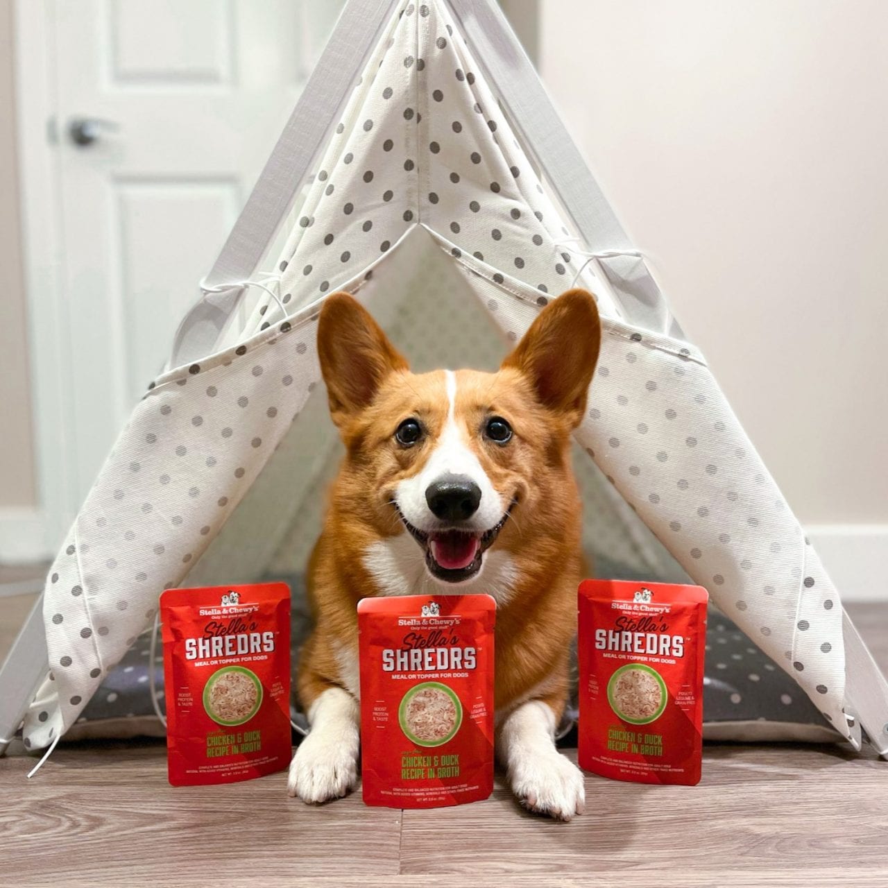 Corgi laying in a small indoor tent with bags of Stella's Shredrs Chicken and Duck Recipe